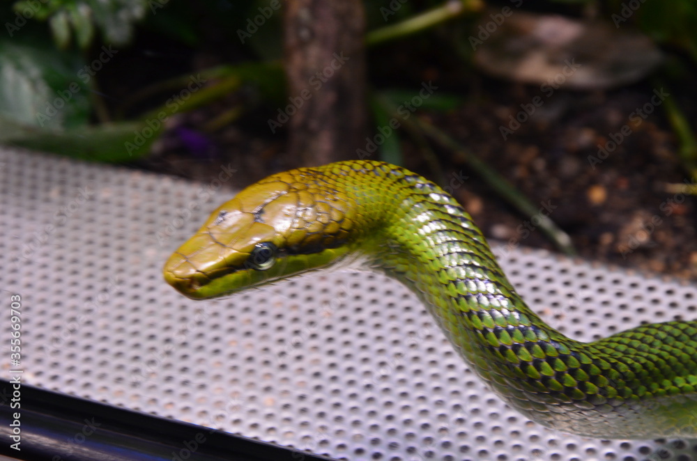 Obraz premium Green snake on the branch in aquarium in Berlin (Germany)