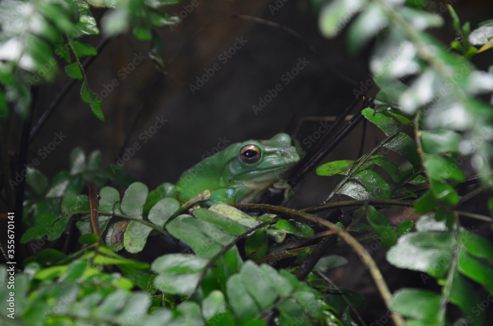 green frog laying on a tree branch green frog laying on a tree branch