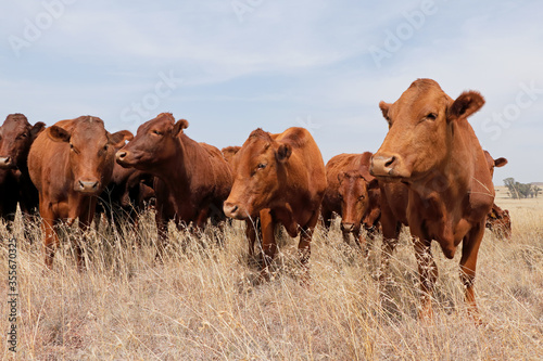 Small herd of free-range cattle on a rural farm, South Africa. photo