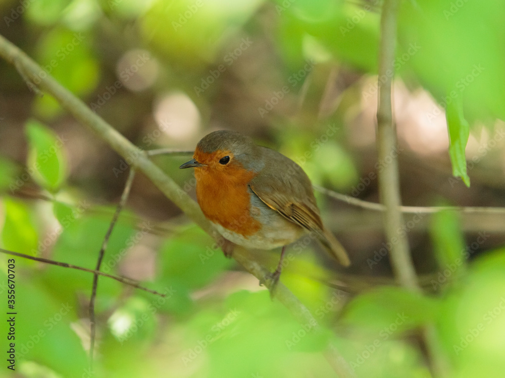 An European robin sheltering between the branches at the Wildfowl and Wetlands Trust London Wetland Centre, Barnes, London, England An European robin sheltering between the branches at the Wildfowl and Wetlands Trust London Wetland Centre, Barnes, London, England