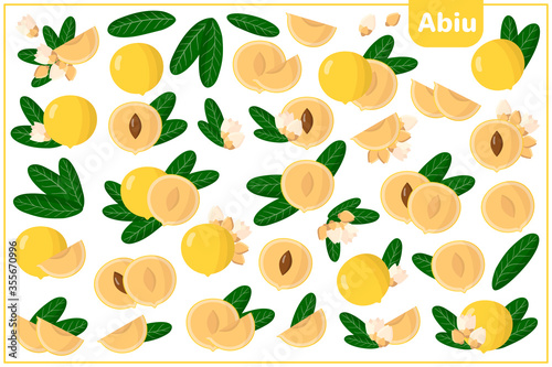 Fototapeta Naklejka Na Ścianę i Meble -  Set of vector cartoon illustrations with Abiu exotic fruits, flowers and leaves isolated on white background