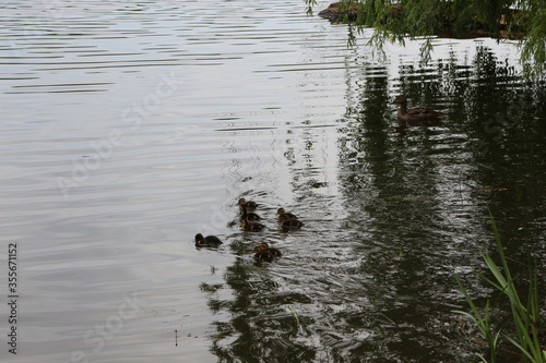  A wild duck with a brood of ducklings swims along the lake in spring