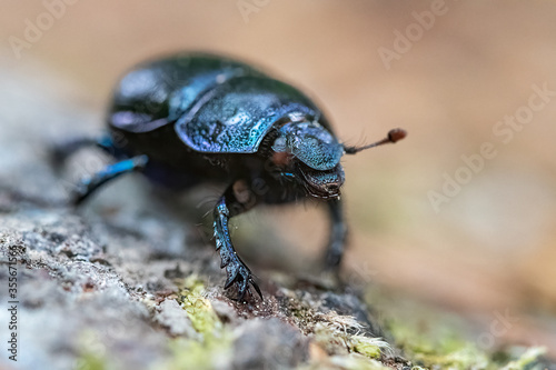 Black beetle on leaves. Bug on a green leaf