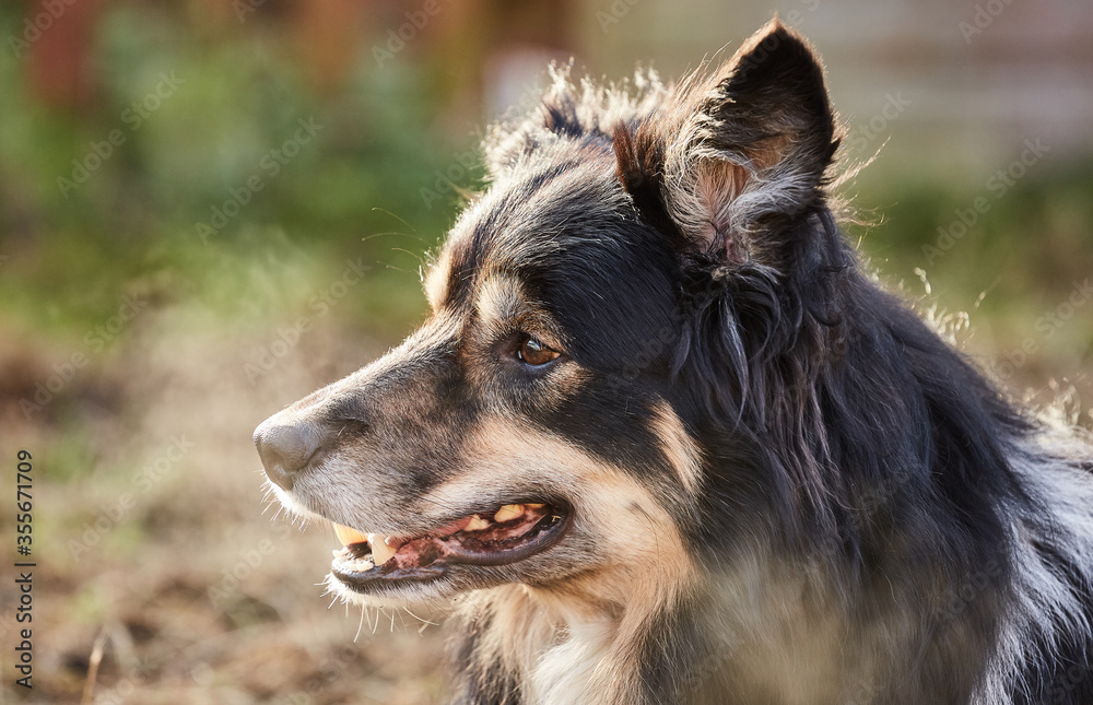 Fototapeta premium Border collie portrait
