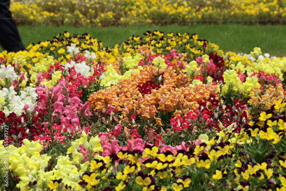 Obraz premium 色とりどりの花を咲かす花達
