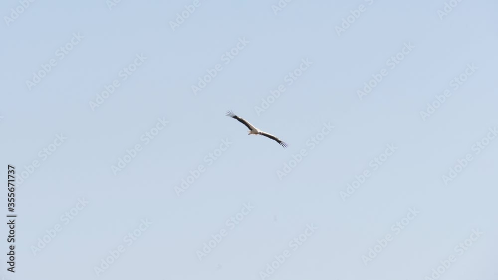 Stork in river wildlife slow motion Stork in river wildlife slow motion