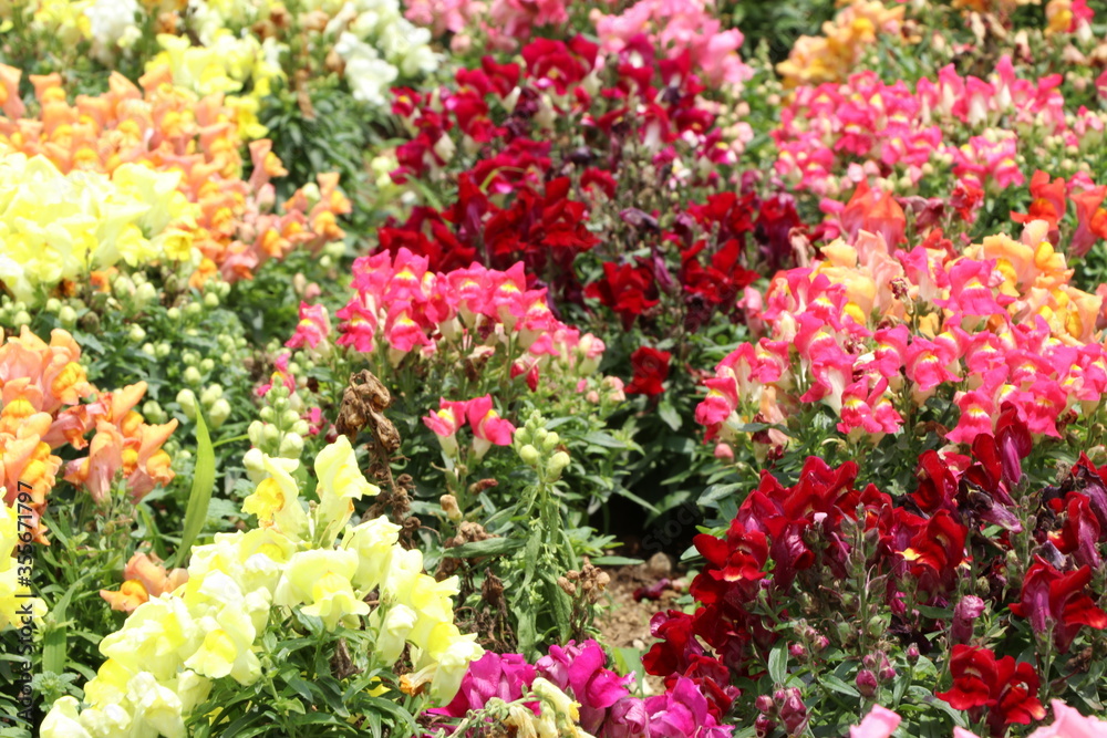 色とりどりの花を咲かす花達