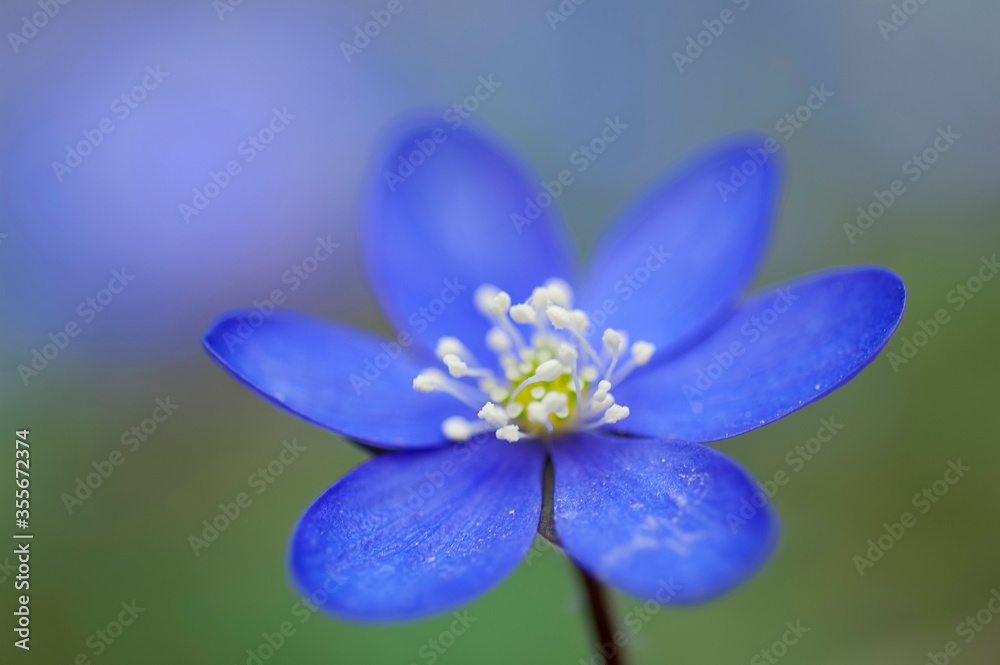 Flowering Liverwort, Hepatica nobilis during spring in sweden Flowering Liverwort, Hepatica nobilis during spring in sweden