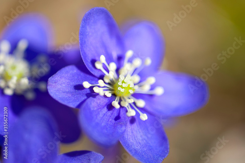 Flowering Liverwort, Hepatica nobilis during spring in sweden