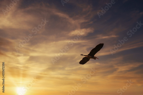 Eagle in the sky. Eagle in flight. Bird in flight at sunrise