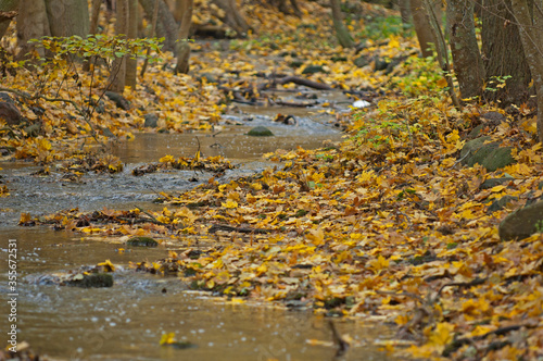 River in an autumn colored forest landscape  Sweden