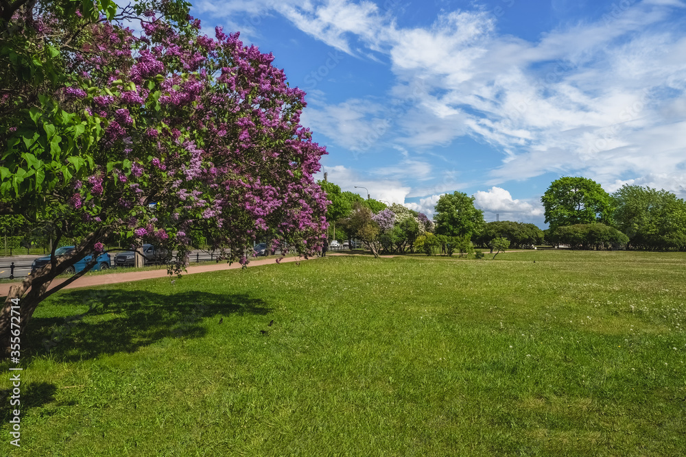 Beautiful summer cityscape with blooming lilacs. St. Petersburg, Field of Mars