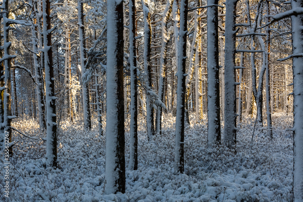 Fototapeta premium Sunny and snowy winter day in the forest and marsh