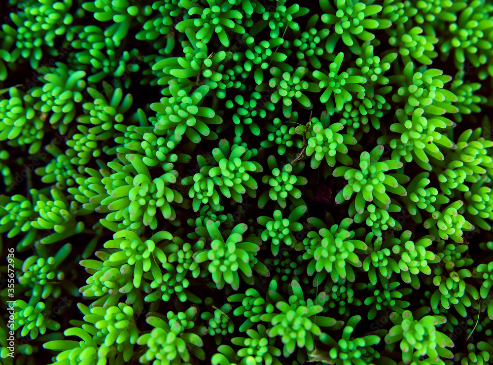 green abstract background of plant green abstract background of plant
