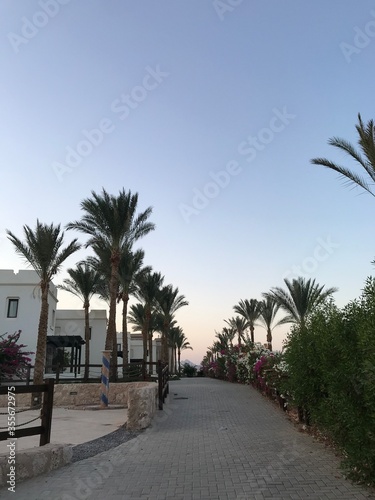 palm trees on the beach