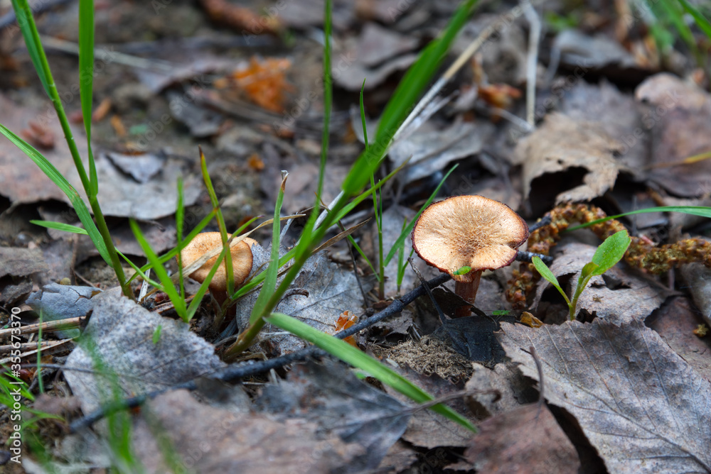 Small spring mushrooms surrounded with dry leaves Small spring mushrooms surrounded with dry leaves
