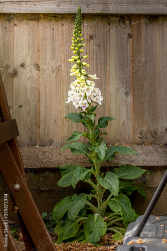 common foxglove Digitalis purpurea against a fence in a garden in the shade