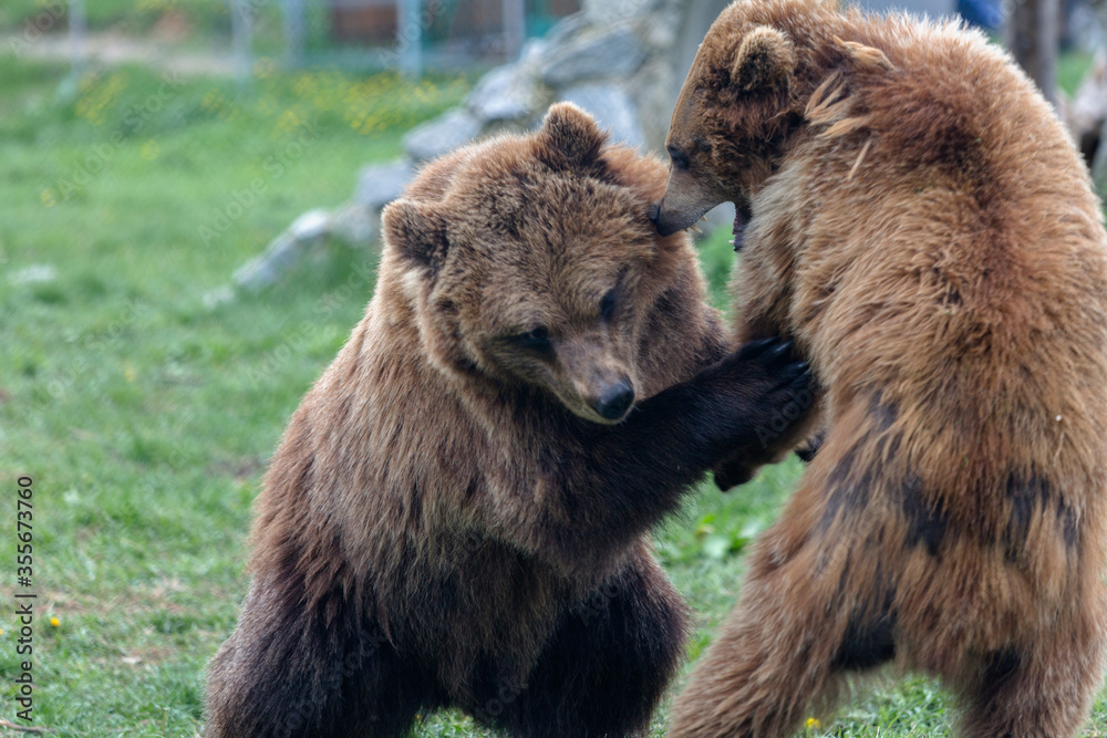 Brown big bears are playing pretending to fight with each other like children, wild nature in a outdoor park Brown big bears are playing pretending to fight with each other like children, wild nature in a outdoor park