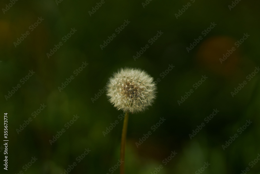 Dandelions close-up. dandelions on a sunny spring day. Dandelions close-up. dandelions on a sunny spring day.