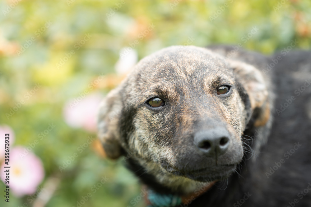 Abandoned puppy during the obedience training walk through a grass and bushes Abandoned puppy during the obedience training walk through a grass and bushes