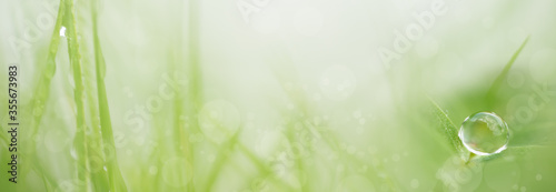 Green grass in the meadow with water droplets Abstract natural green background