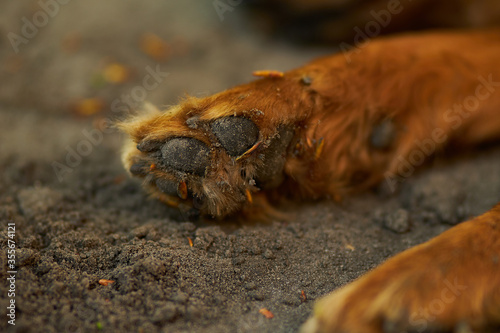 Dog paws close up. Paws