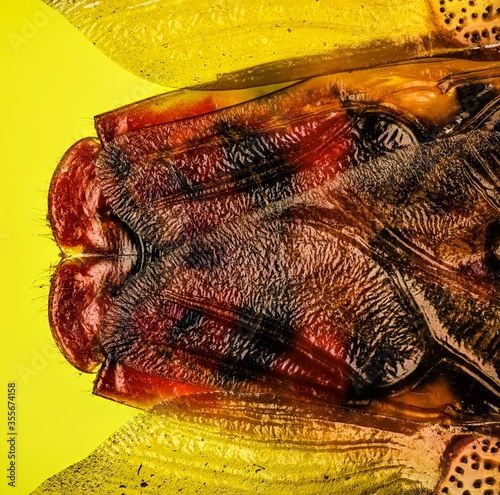 Focus Stacking of abdomen Hawthorn Shieldbug. His Latin name is Acanthosoma haemorrhoidale. photo