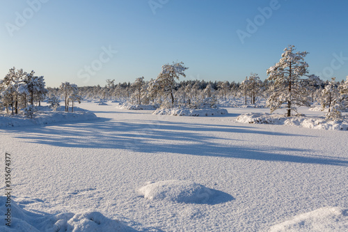Wallpaper Mural Sunny and snowy winter day in forest and marsh Torontodigital.ca