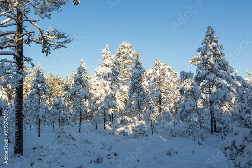 Sunny and snowy winter day in forest and marsh