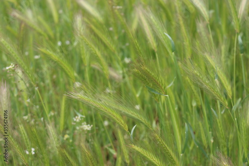  Bright green grass grows in spring