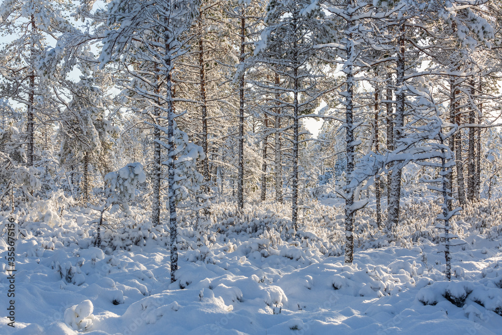 Sunny and snowy winter day in forest and marsh