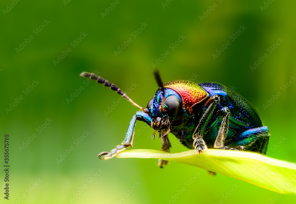 bug on a leaf bug on a leaf