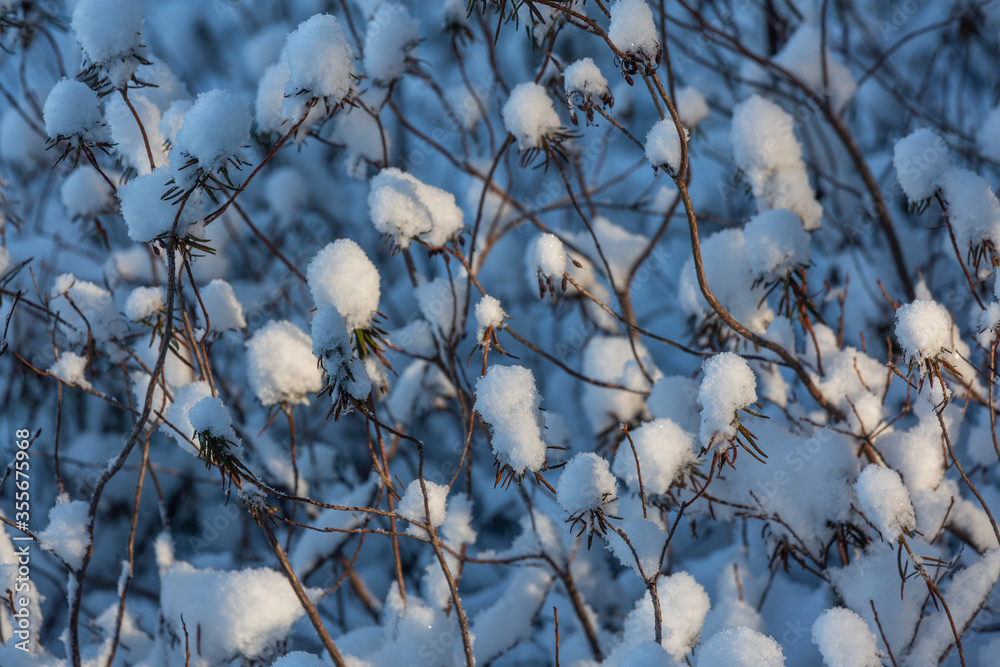 Sunny and snowy winter day in forest and marsh Sunny and snowy winter day in forest and marsh