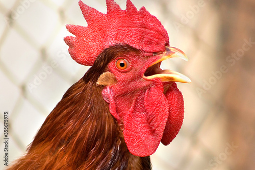 Foto Beautiful Red rooster crowing for in the morning
