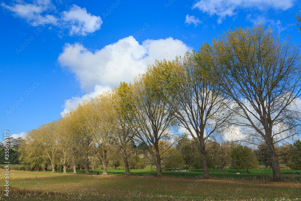 Obraz premium A row of trees with yellow autumn foliage under a bright blue sky in the farmland of the Waikaro region, New Zealand