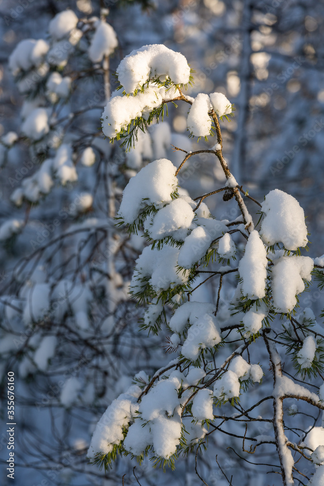 Sunny and snowy winter day in forest and marsh Sunny and snowy winter day in forest and marsh