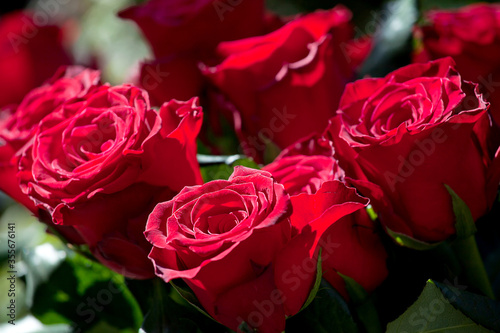 Closeup of beautiful red roses