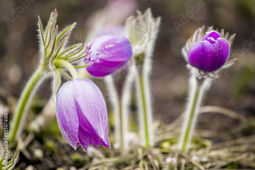 beautiful wild pasque flowers in the spring