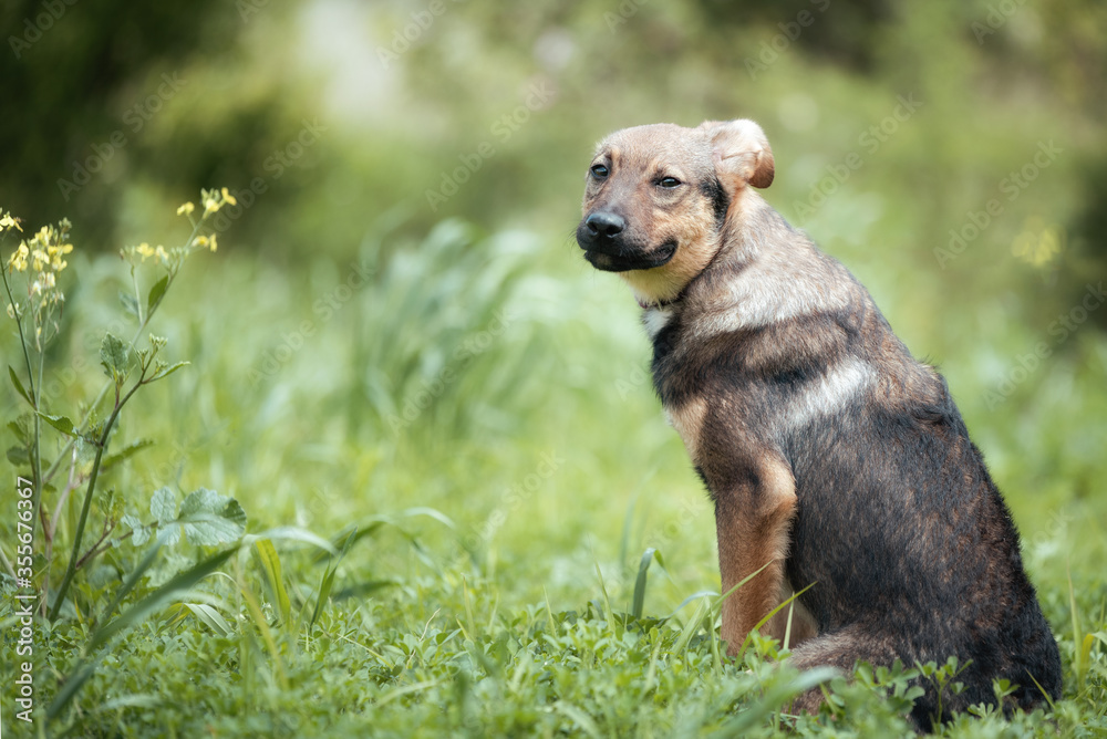 Abandoned puppy during the obedience training walk through a grass and bushes Abandoned puppy during the obedience training walk through a grass and bushes