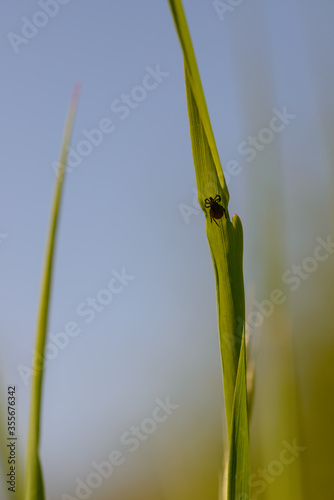 Tick resting on grass  tick lurking on host  common wood tick in lurking position   Ixodes ricinus in lurking position  lurking on grass blade while searching for host  female tick  Zecke auf Gras