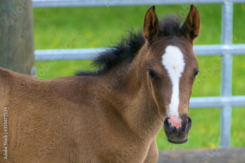 Brown sweet horse foal younger than one year looks curious in the world