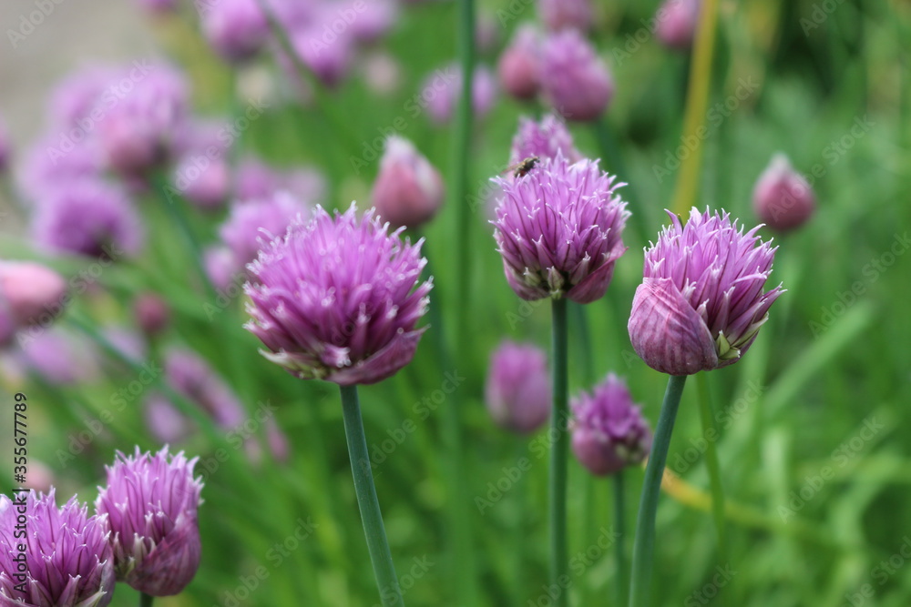 Bright violet flowers blossoms in the summer garden