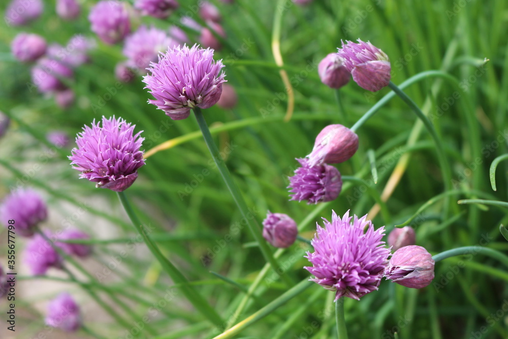 Bright violet flowers blossoms in the summer garden Bright violet flowers blossoms in the summer garden