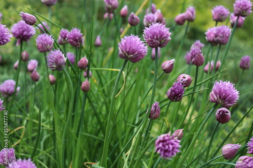 Bright violet flowers blossoms in the summer garden