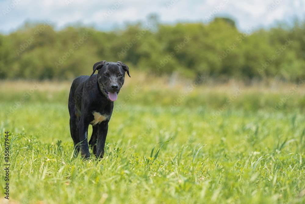 Abandoned puppy during the obedience training walk through a grass and bushes