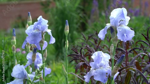 Close up of light blue Iris flowers gently moving in a spring breeze