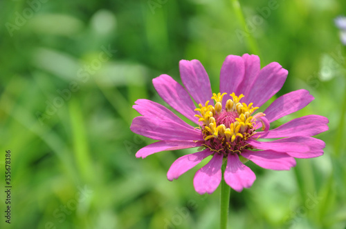 a pink zinnia flower