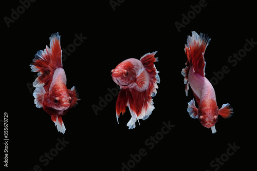Photo collage set of betta siamese fighting fish (Halfmoon lavender in red and white color combination type) isolated on black background