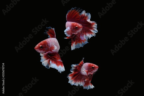 Photo collage set of betta siamese fighting fish (Halfmoon lavender in red and white color combination type) isolated on black background
