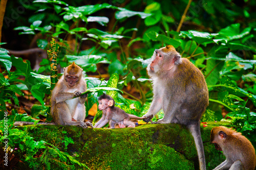 Monkeys in Ubud Monkey Forest, Bali, Indonesia © svetlanamarkova